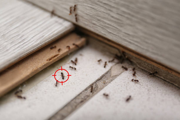 Best Insect Control  in Bettendorf, IA
