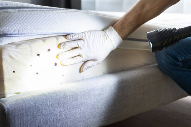 Best Cockroach Control Services  in Bettendorf, IA