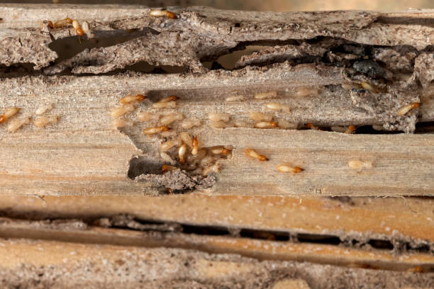 Bettendorf, IA Pest Control Pros