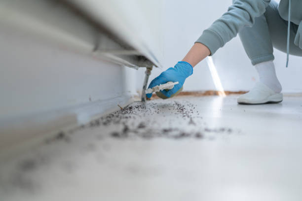 Best Wasp Removal Services  in Bettendorf, IA